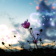 Icon of program: Love and Sky Wallpaper Th…
