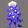 Icoon van programma: East Texas Wildflowers