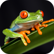 Ícone do programa: Frog Sounds