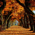Programın simgesi: Fall - Autumn Wallpaper