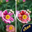 أيقونة البرنامج: Differences - Find them