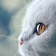 Ícone do programa: Cats and Kittens New Tab …