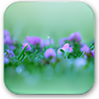 Icon of program: Purple Flower Wallpaper