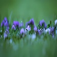 Purple Flower icon