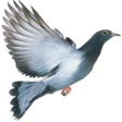 Icon of program: Pigeon disease and treatm…