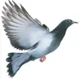 Pigeon disease and treatment