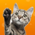 Programın simgesi: Cat Games for Cats