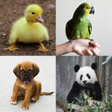 أيقونة البرنامج: Wild Memory Match:Animal …