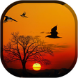 Icon of program: Sunset Live Wallpaper - F…