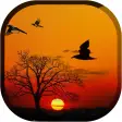 Sunset Live Wallpaper - Flying Bird LWP