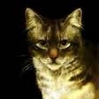 Иконка программы: Коты-Воители. Справочник