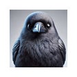 Icoon van programma: Site Crow