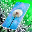 程序图标：Dandelion Live Wallpaper