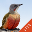 Icon of program: Sasol eBirds SA LITE