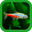 程序图标：Tropical Fish Tank - Mini…