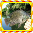 プログラムのアイコン：Tilapia Cultivation