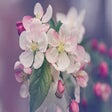 Icon of program: Flower Finder