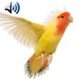 Ikon program: Birds Sounds Ringtones