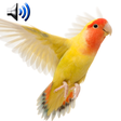 أيقونة البرنامج: Birds Sounds Ringtones