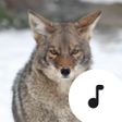 Symbol des Programms: Coyote Sounds
