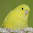 Budgie Care - Complete Budgie App icon