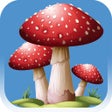 Icon of program: Forest Mushroom