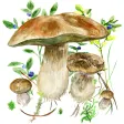 Mushrooms app