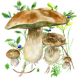 プログラムのアイコン：Mushrooms app