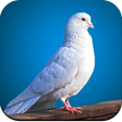 Ikona programu: Bird Wallpaper 4K