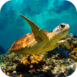 Icon of program: Underwater Sea Turtle 3D …