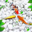 ไอคอนของโปรแกรม: Fish Live Wallpaper Koi