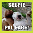程序图标：Imagenes para Whatsapp