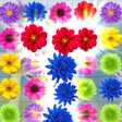 程序图标：Flower Blast: Garden Blos…