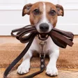 プログラムのアイコン：Canine Training Course