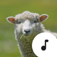 Symbol des Programms: Sheep Sounds