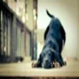 Icon of program: Cat And Dog Screensaver