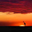 Icon of program: Nature Pictures HD Wallpa…