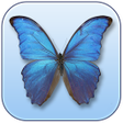 プログラムのアイコン：Butterfly Identifier By P…