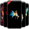 Betta Fish Wallpaper icon