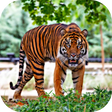 プログラムのアイコン：Hungry Tiger 3D