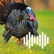 Symbol des Programms: Turkey hunting calls