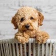 أيقونة البرنامج: Dog Cuties