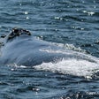 Icon of program: CHI Encyclopedia of Whale…