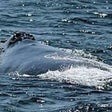 Иконка программы: CHI Encyclopedia of Whale…