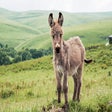 Donkey HD Wallpapers New Tab