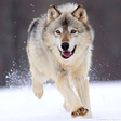 プログラムのアイコン：Wolf Wallpapers HD