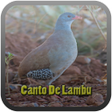 程序图标：Canto De Lambu Completo