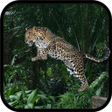 Ícone do programa: Wild Leopard Simulator 3D