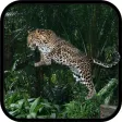 Wild Leopard Simulator 3D