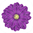 程序图标：Zifcare Self Development …